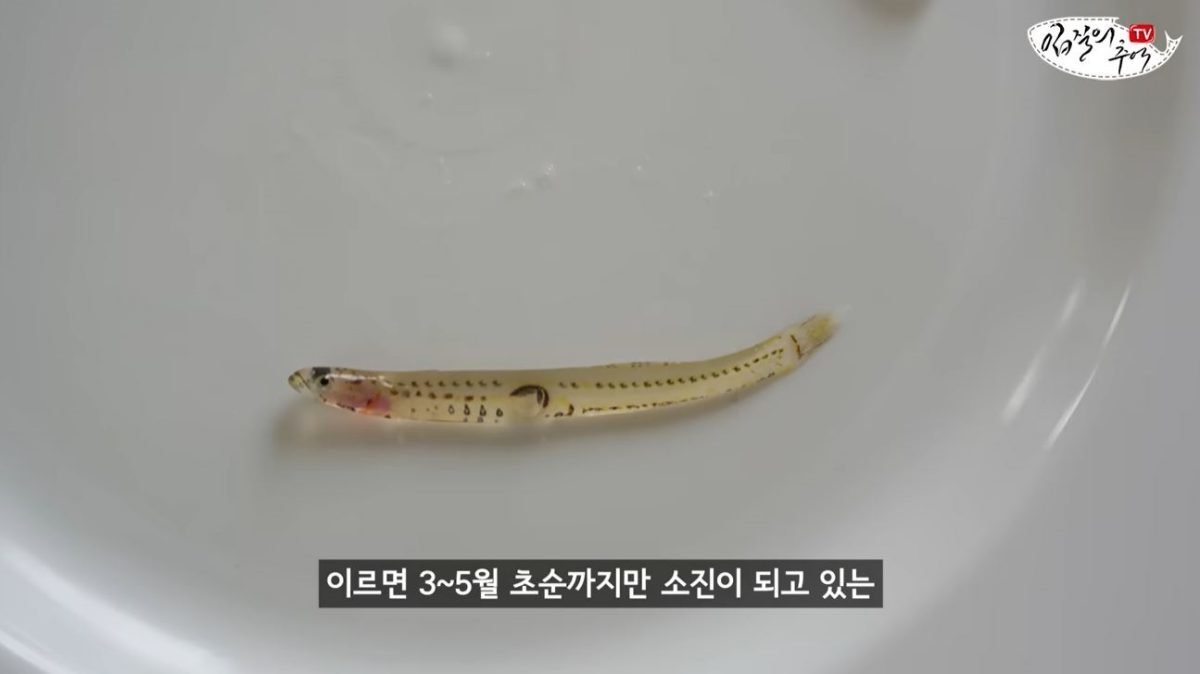 &nbsp;  Sa-baek fish. / YouTube \'Ipjil’s Memories TV jiminTV\'