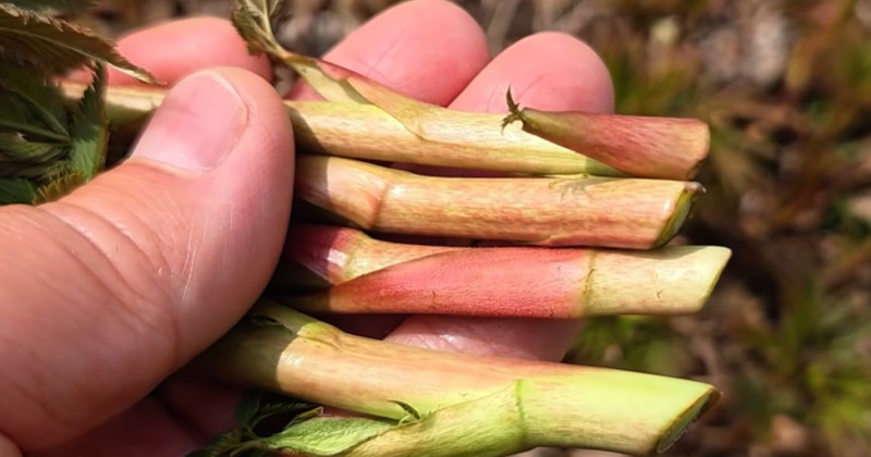 죽토자 vs. Other Spring Greens: What Makes This Uljin Delicacy a Must-Try for Health Enthusiasts?