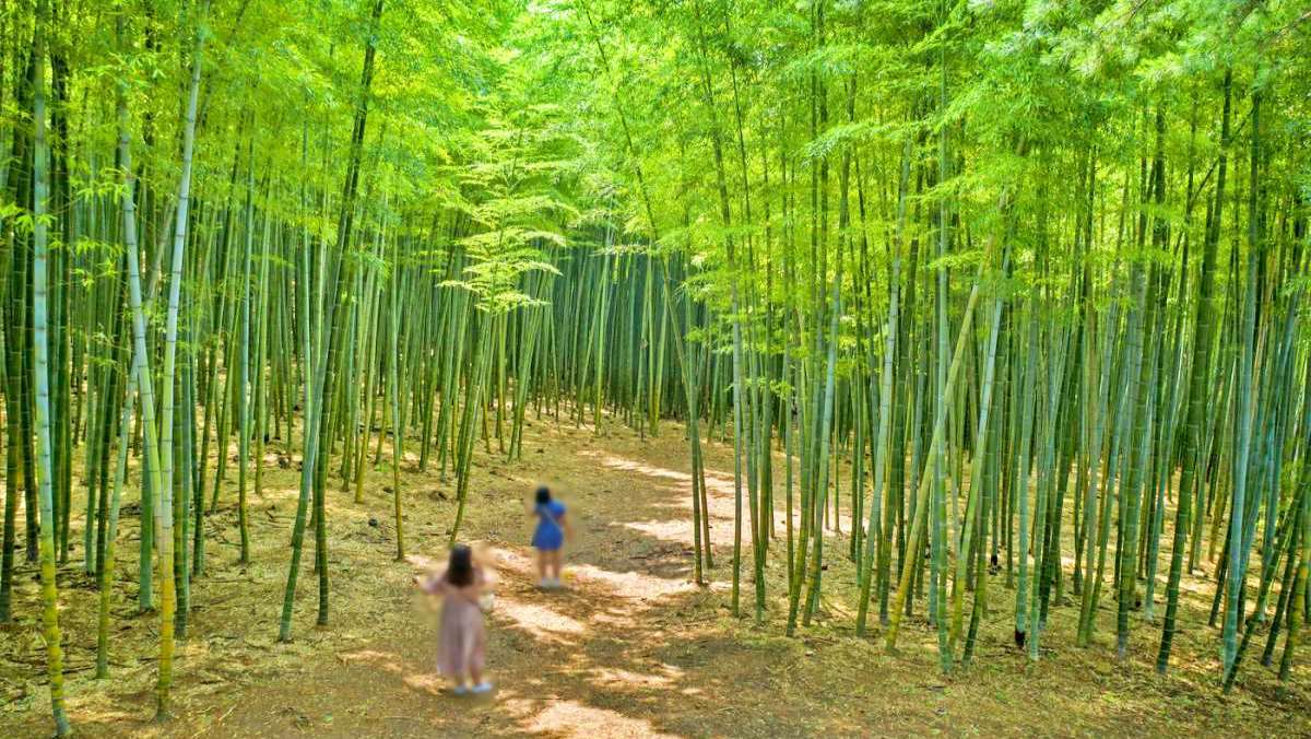 Ahopsan Forest / Busan Tourism Archive