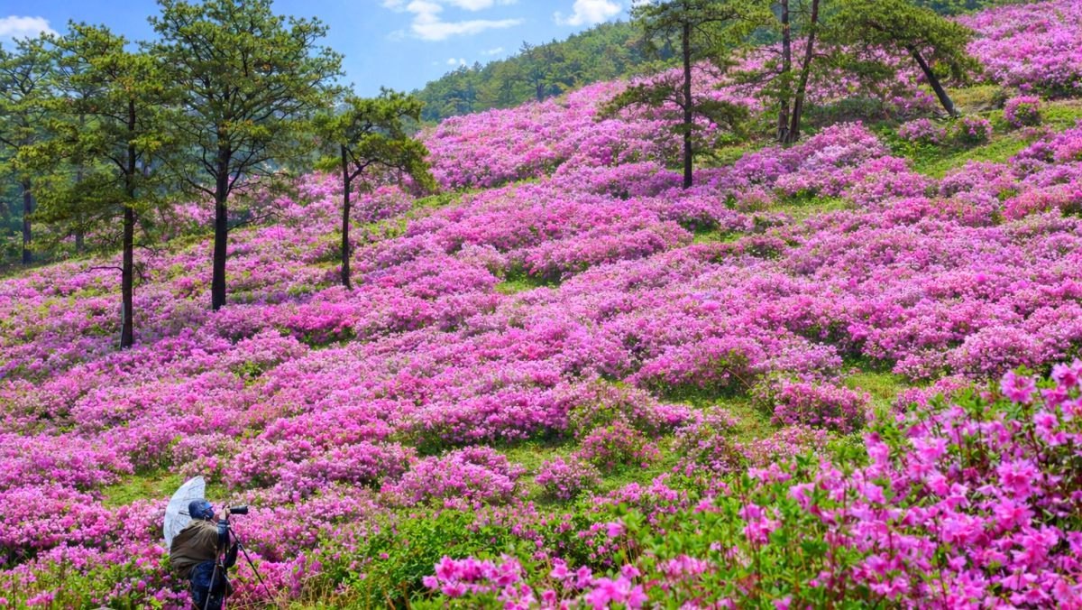 &nbsp;   Azalea colony in Suman-ri, Hwasun, South Jeolla Province. / Yonhap News, AI