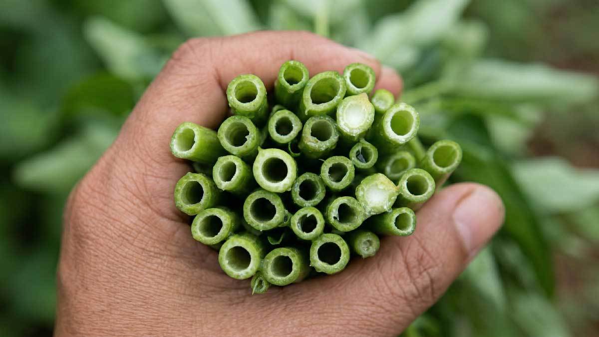 Why Morning Glory (공심채) is the Must-Have Vegetable in Vietnamese Cuisine: 5 Health Benefits You Didn’t Know
