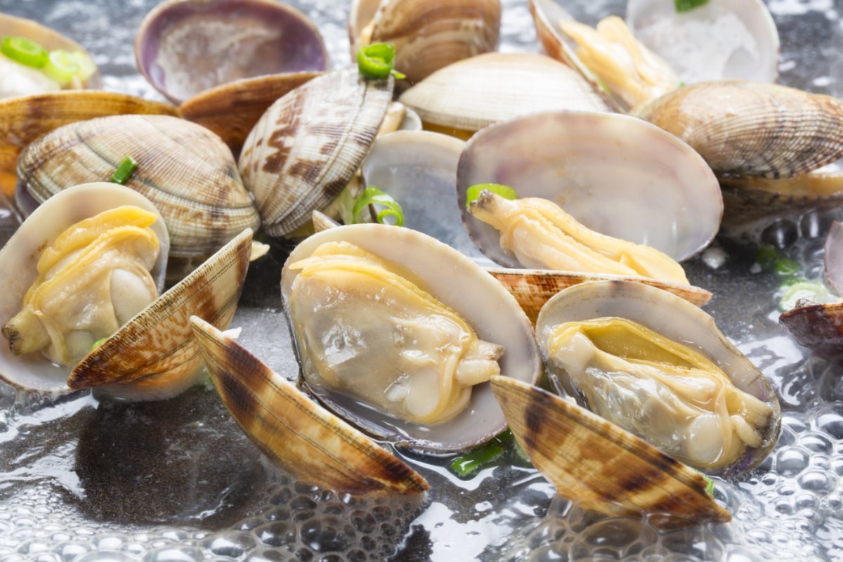 Manila clams stock photo / HikoPhotography-shutterstock.com