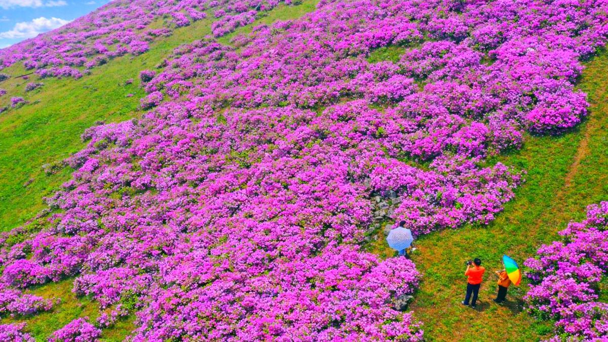 &nbsp;    Azalea colony in Suman-ri, Hwasun, South Jeolla Province. / Yonhap News, AI
