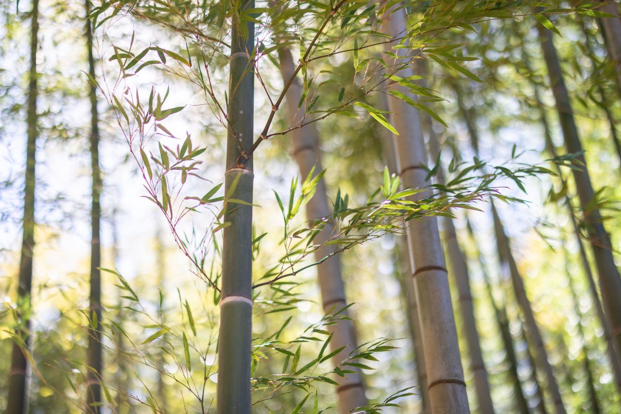 Ahopsan Forest / Busan Tourism Organization