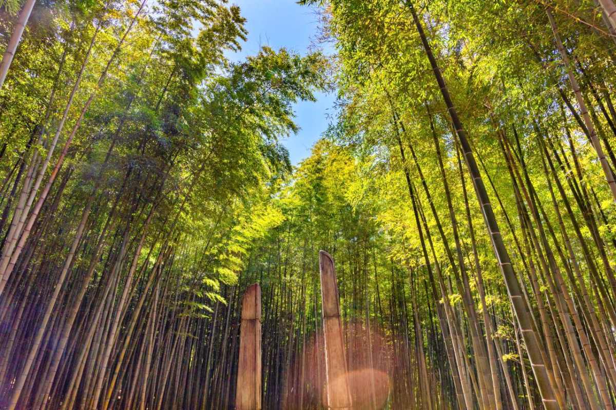 Ahopsan Forest / Busan Tourism Organization