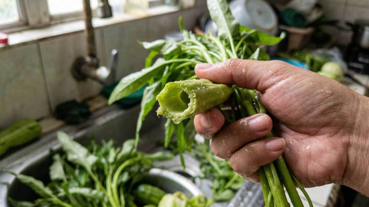 &nbsp;   Water spinach being rinsed. AI-generated for illustration. / Wikitree