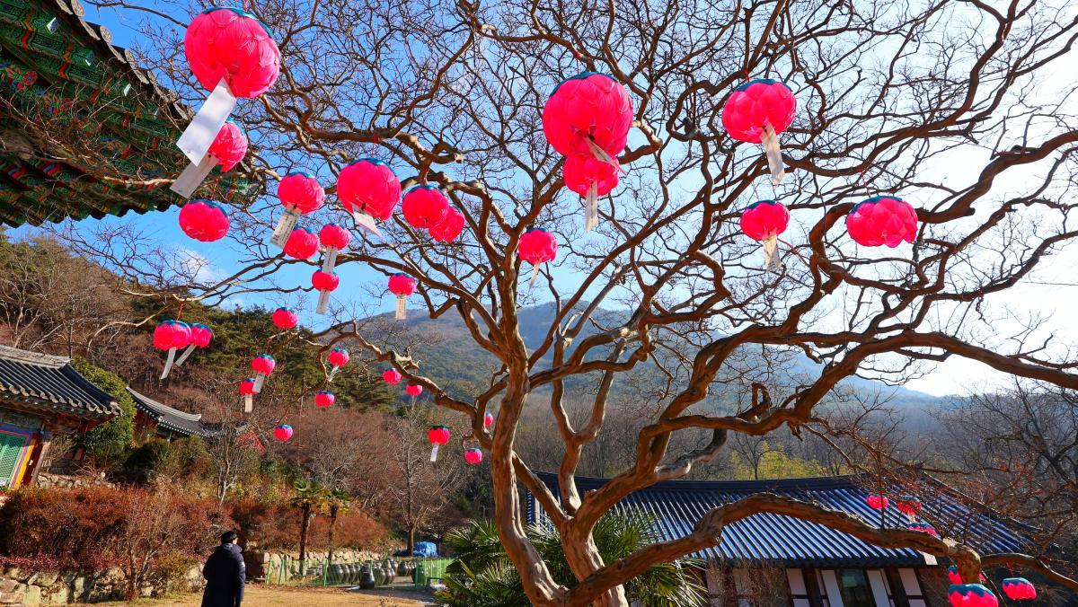 &nbsp;   Red lanterns hung on a crape myrtle at Manyeonsa. / Yonhap News