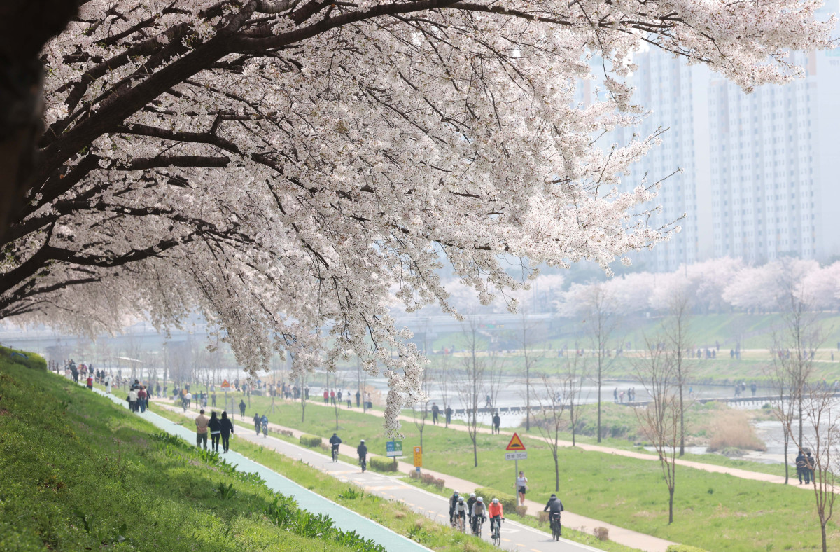 &nbsp;  On April 5, with spring in full bloom across the country, Seoul’s Anyangcheon cherry-blossom path was buzzing as people soaked up the season. Reporter Shin Tae-hyun holjjak@