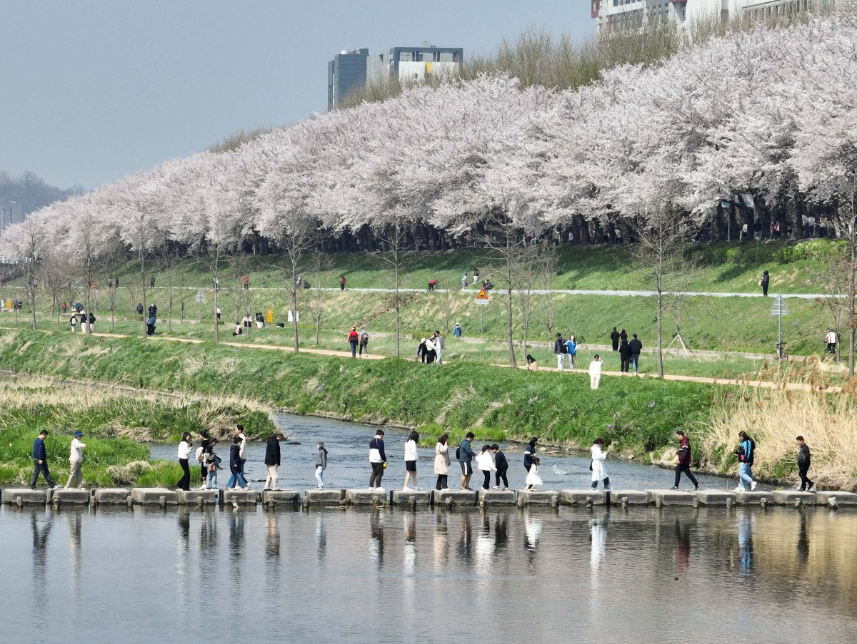 &nbsp;  On April 5, with spring in full bloom across the country, Seoul’s Anyangcheon cherry-blossom path was buzzing as people soaked up the season. Reporter Shin Tae-hyun holjjak@