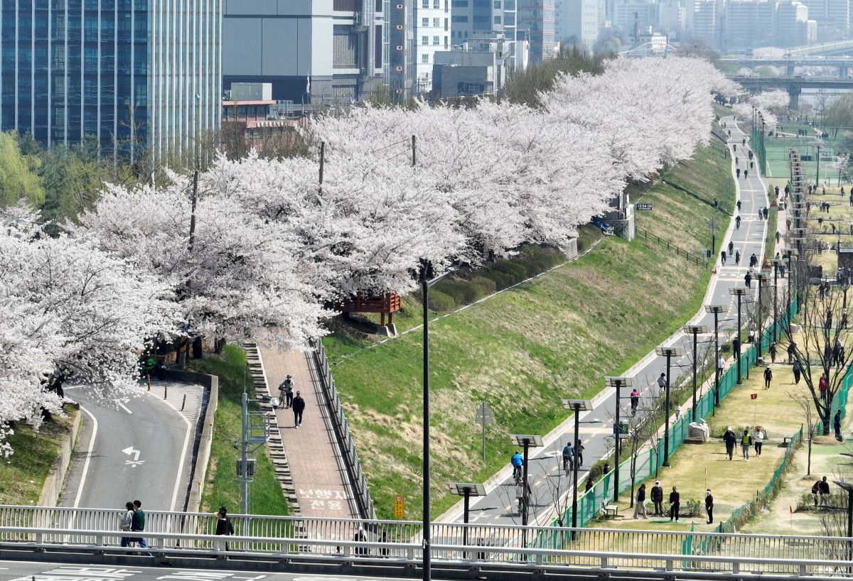 &nbsp;  On April 5, with spring in full bloom across the country, Seoul’s Anyangcheon cherry-blossom path was buzzing as people soaked up the season. Reporter Shin Tae-hyun holjjak@