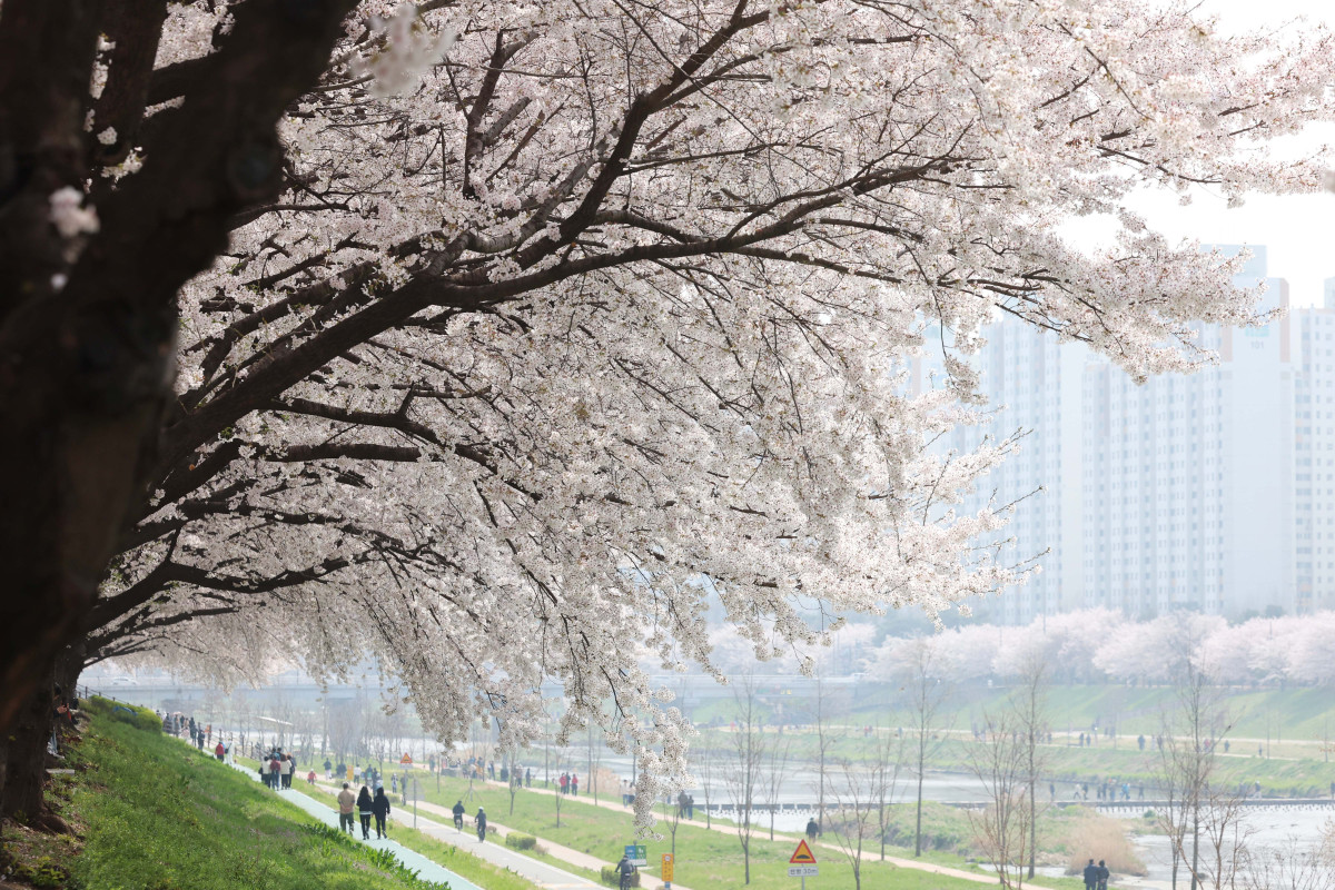 &nbsp;  On April 5, with spring in full bloom across the country, Seoul’s Anyangcheon cherry-blossom path was buzzing as people soaked up the season. Reporter Shin Tae-hyun holjjak@