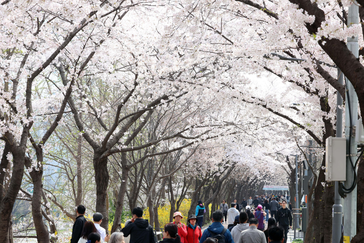 &nbsp;  On April 5, with spring in full bloom across the country, Seoul’s Anyangcheon cherry-blossom path was buzzing as people soaked up the season. Reporter Shin Tae-hyun holjjak@