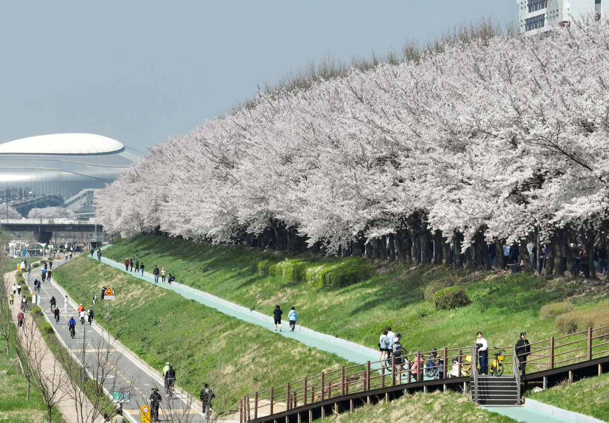 &nbsp;  On April 5, with spring in full bloom across the country, Seoul’s Anyangcheon cherry-blossom path was buzzing as people soaked up the season. Reporter Shin Tae-hyun holjjak@