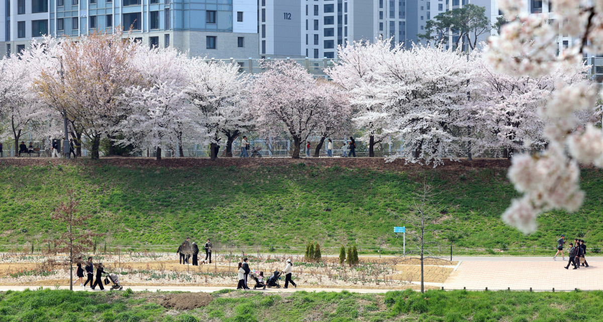 &nbsp;  On April 5, with spring in full bloom across the country, Seoul’s Anyangcheon cherry-blossom path was buzzing as people soaked up the season. Reporter Shin Tae-hyun holjjak@
