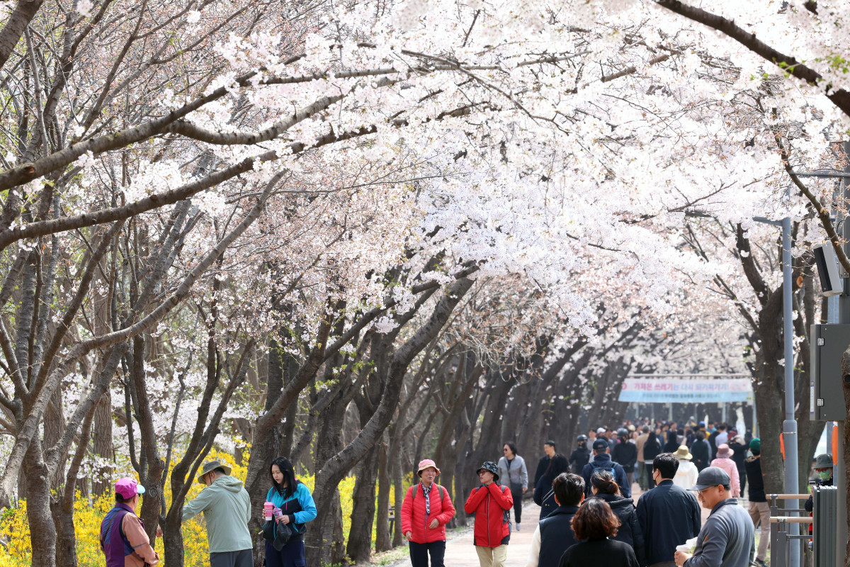 &nbsp;  On April 5, with spring in full bloom across the country, Seoul’s Anyangcheon cherry-blossom path was buzzing as people soaked up the season. Reporter Shin Tae-hyun holjjak@