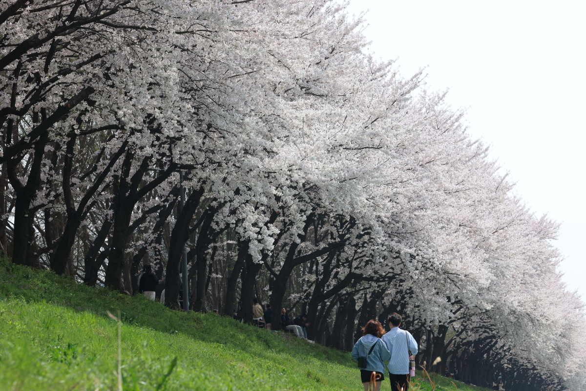 &nbsp;  On April 5, with spring in full bloom across the country, Seoul’s Anyangcheon cherry-blossom path was buzzing as people soaked up the season. Reporter Shin Tae-hyun holjjak@