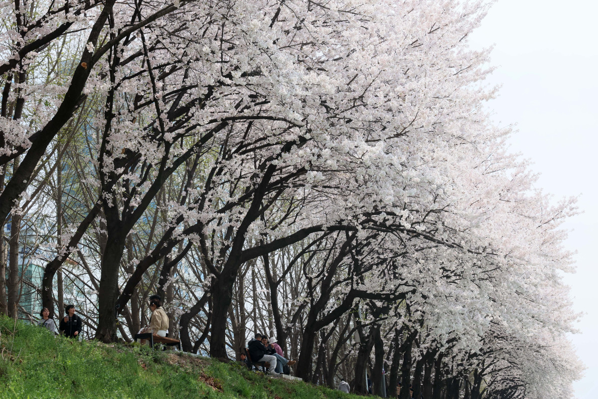 &nbsp;  On April 5, with spring in full bloom across the country, Seoul’s Anyangcheon cherry-blossom path was buzzing as people soaked up the season. Reporter Shin Tae-hyun holjjak@