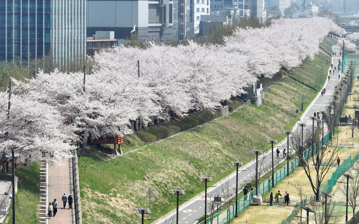 &nbsp;  On April 5, with spring in full bloom across the country, Seoul’s Anyangcheon cherry-blossom path was buzzing as people soaked up the season. Reporter Shin Tae-hyun holjjak@