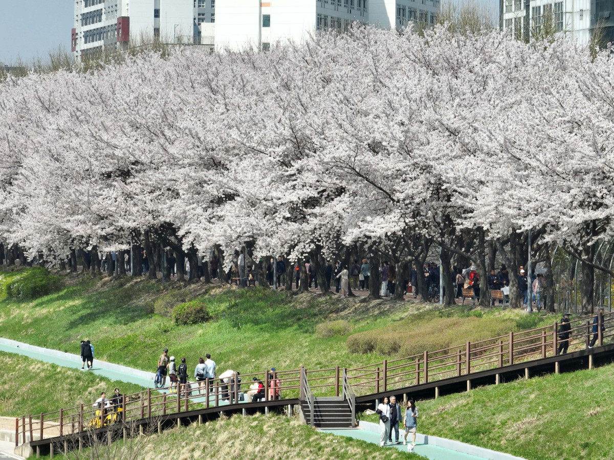 &nbsp;  On April 5, with spring in full bloom across the country, Seoul’s Anyangcheon cherry-blossom path was buzzing as people soaked up the season. Reporter Shin Tae-hyun holjjak@