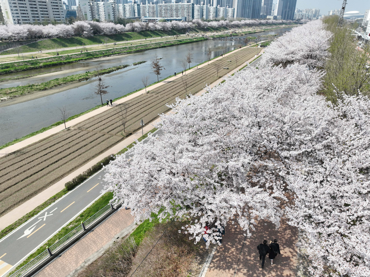 &nbsp;  On April 5, with spring in full bloom across the country, Seoul’s Anyangcheon cherry-blossom path was buzzing as people soaked up the season. Reporter Shin Tae-hyun holjjak@