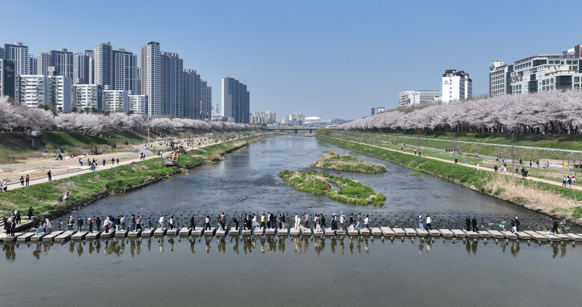 &nbsp;  On April 5, with spring in full bloom across the country, Seoul’s Anyangcheon cherry-blossom path was buzzing as people soaked up the season. Reporter Shin Tae-hyun holjjak@