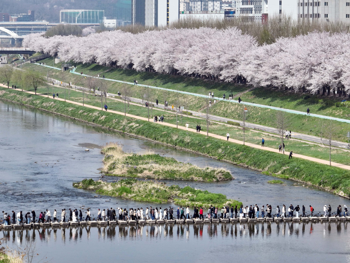 Top 5 Cherry Blossom Viewing Spots in Seoul for Your Perfect Spring Day