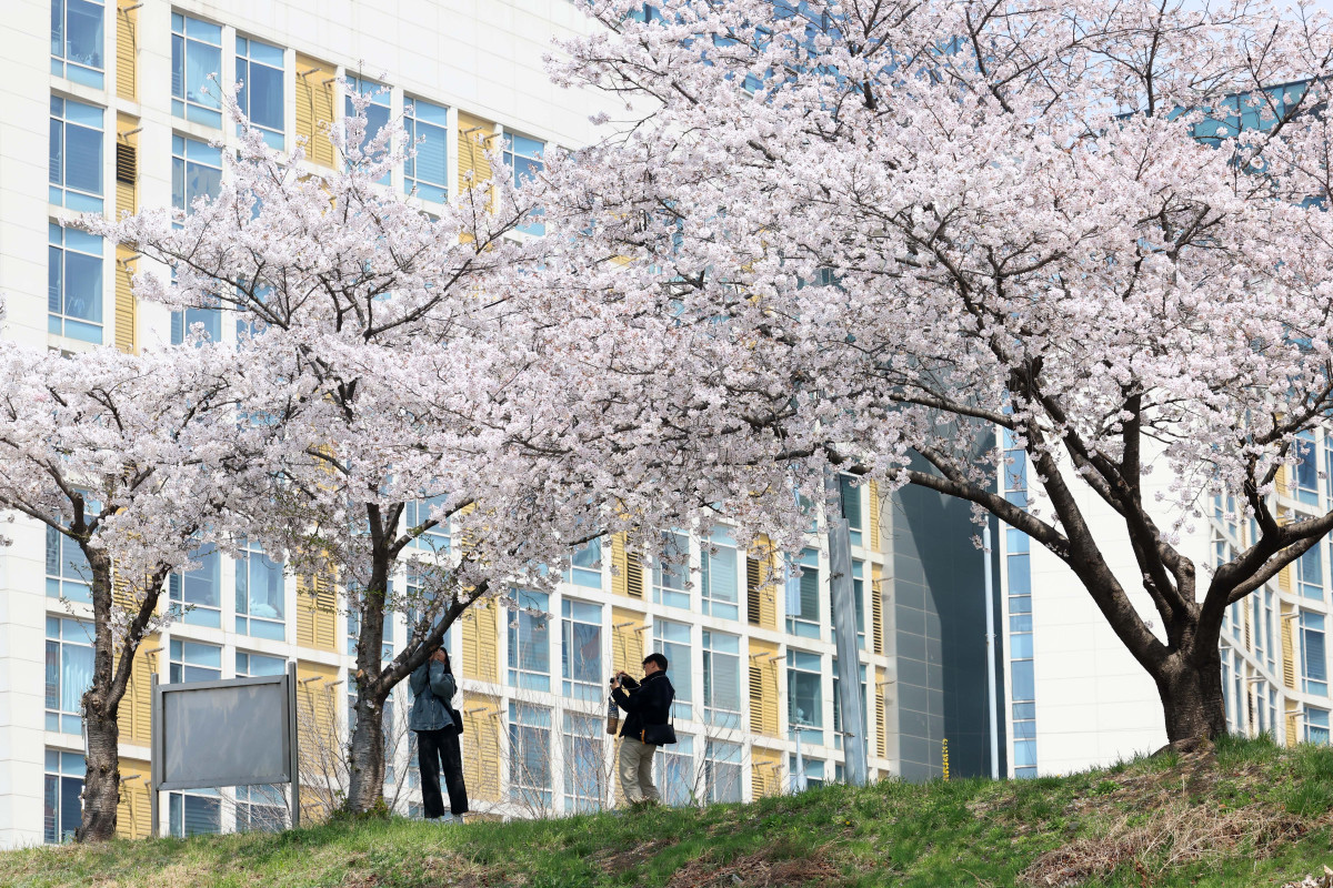 &nbsp;  On April 5, with spring in full bloom across the country, Seoul’s Anyangcheon cherry-blossom path was buzzing as people soaked up the season. Reporter Shin Tae-hyun holjjak@