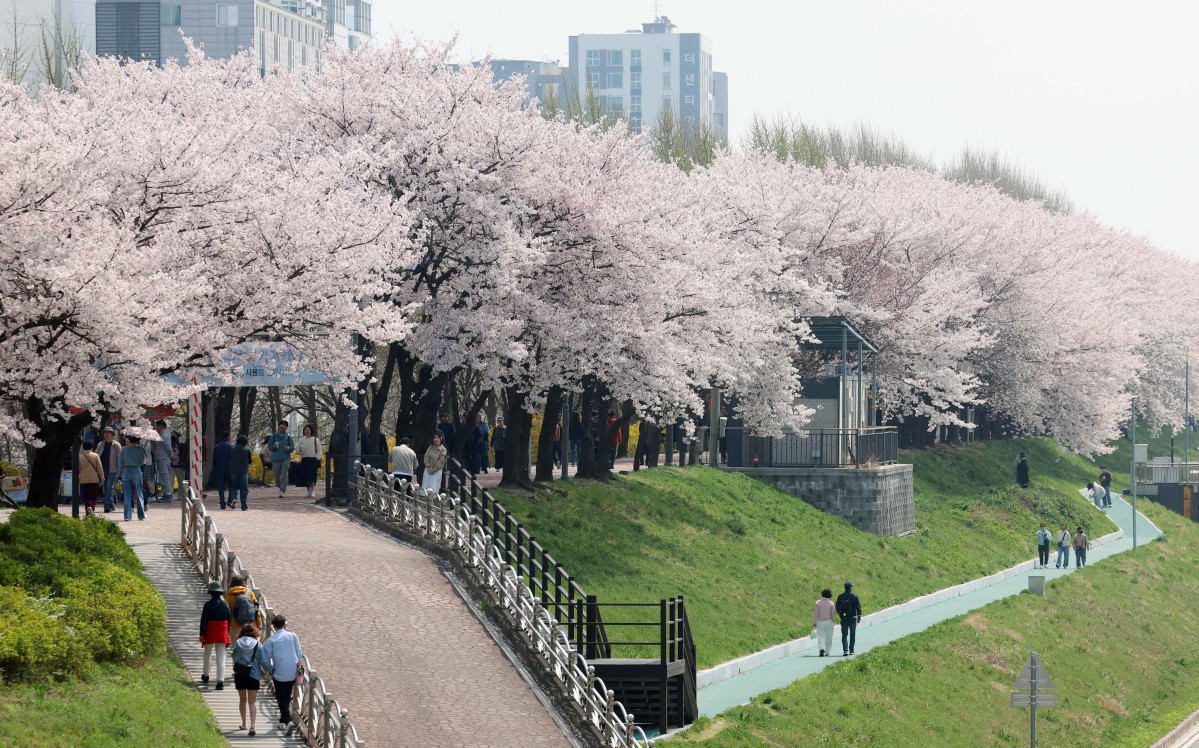 &nbsp;  On April 5, with spring in full bloom across the country, Seoul’s Anyangcheon cherry-blossom path was buzzing as people soaked up the season. Reporter Shin Tae-hyun holjjak@