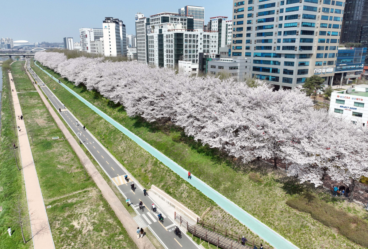 &nbsp;  On April 5, with spring in full bloom across the country, Seoul’s Anyangcheon cherry-blossom path was buzzing as people soaked up the season. Reporter Shin Tae-hyun holjjak@
