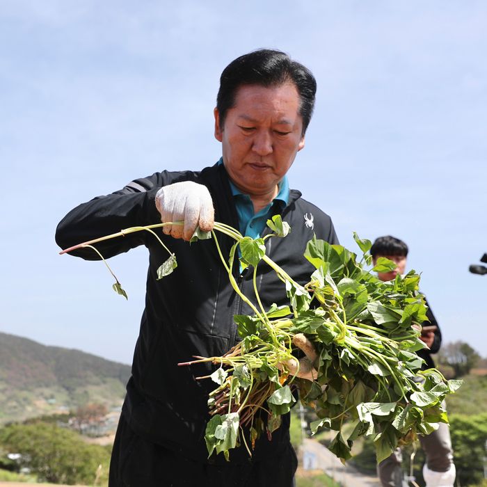 정청래 더불어민주당 대표가 21일 오후 경남 통영 욕지도 한 고구마 재배 현장을 찾아 고구마 순을 심고 있다. ⓒ뉴시스