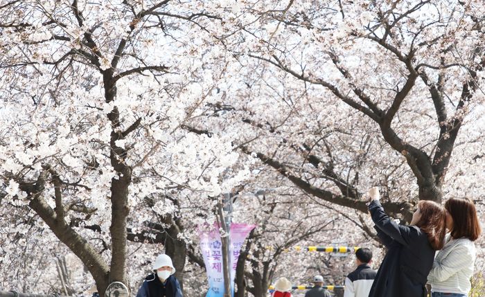 안양 충훈벚꽃길. ⓒ안양시 제공