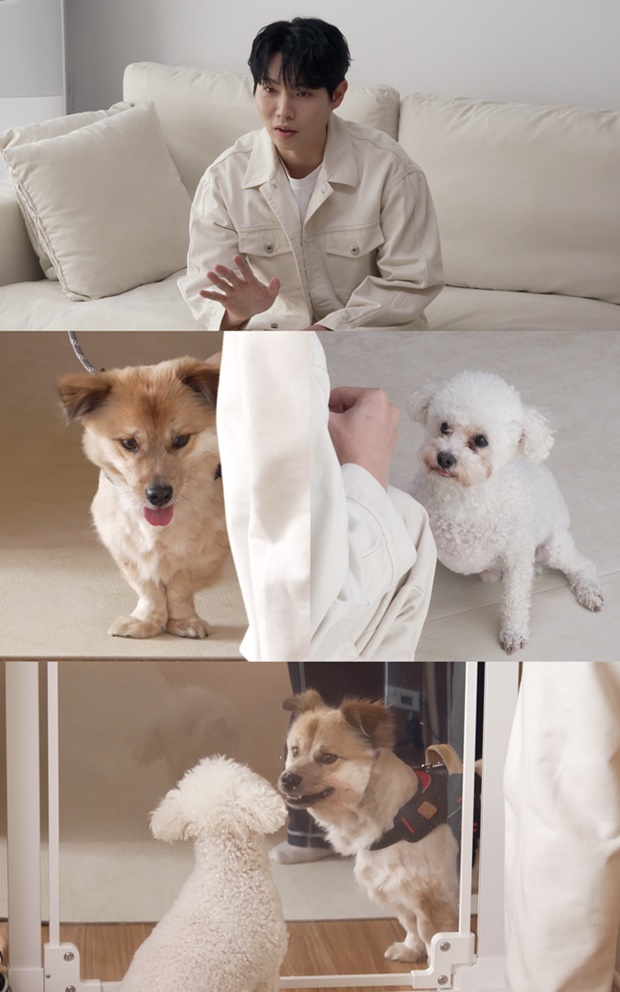 개와 늑대의 시간2