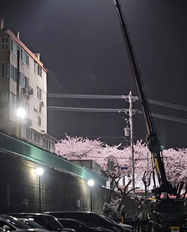 Netflix Drama Shooting Disrupts Cherry Blossom Season in Busan: What Tourists Need to Know