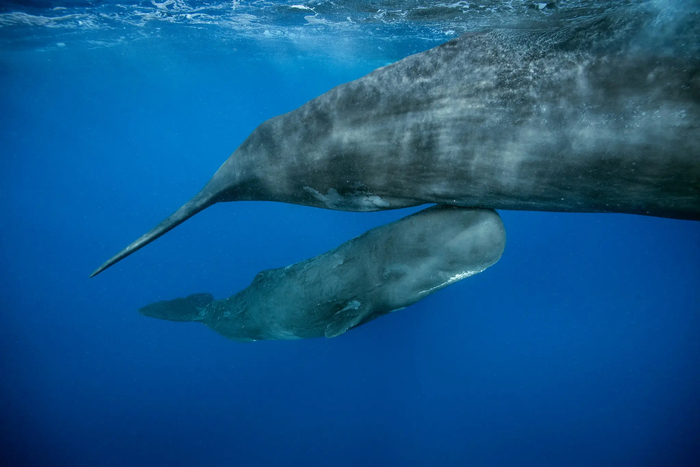 향유고래 '오라클'과 새끼인 '라운더'. 사진=내셔널 지오그래픽
