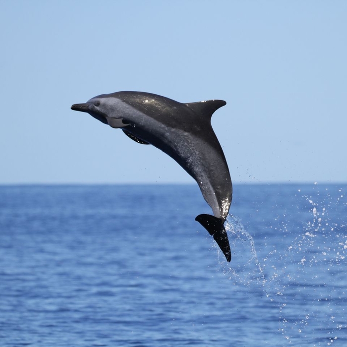 해양동물보호단체 태평양 고래 재단이 공개한 점박이돌고래의 점프. 사진=Pacific Whale Foundation 홈페이지 캡처