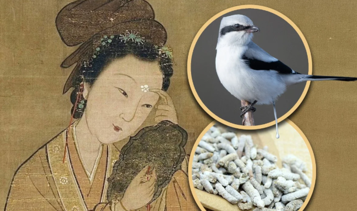 청나라를 실질적으로 통치했던 서태후가 독특한 미용 비법으로 동물 배설물을 활용했다는 사실이 재조명되고 있다. 사진=SCMP