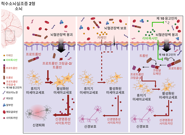척수소뇌실조증 2형 소뇌에서 뇌혈관장벽 손상에 따른 혈액 유래 단백질 축적과 병리 변화 .(김상룡 교수)