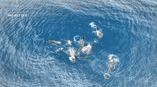 향유고래 '라운더'의 출산을 돕기 위해 10마리가 모여있는 모습. 사진=프로젝트 CETI