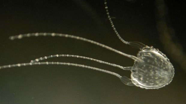 상자해파리 일종인 이루칸지 해파리. 사진=호주 열대 보건 의학 연구소 (AITHM)
