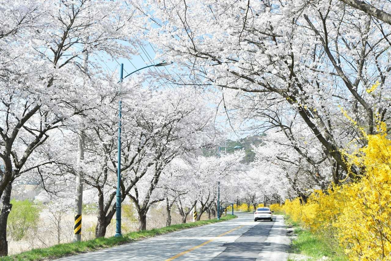 Discover the Best Cherry Blossom Spots in Damyang: A Spring Driving Guide