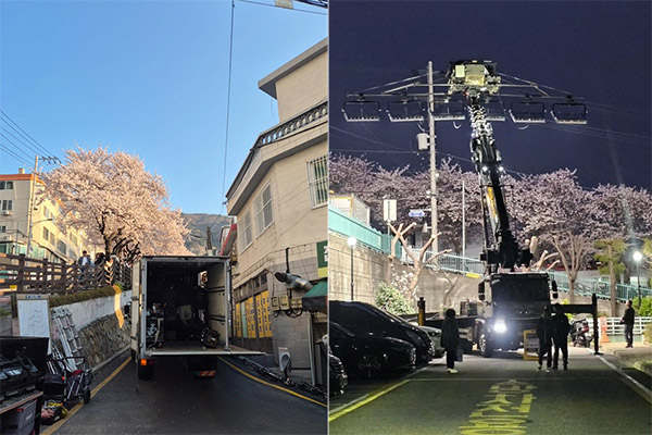 Should Filming Be Allowed? Busan’s Cherry Blossom Road Faces Backlash Over Restrictions