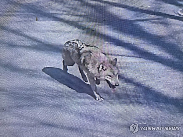 Daejeon’s Escaped Wolf: 10-Hour Search with Night Vision Technology and Tranquilizers