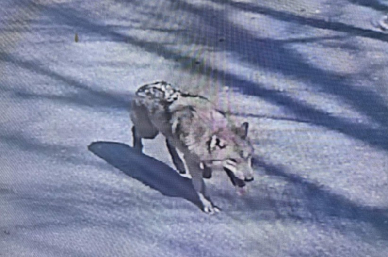 Where is the Escaped Wolf ‘Neugoo’? Latest Search Updates and Sightings