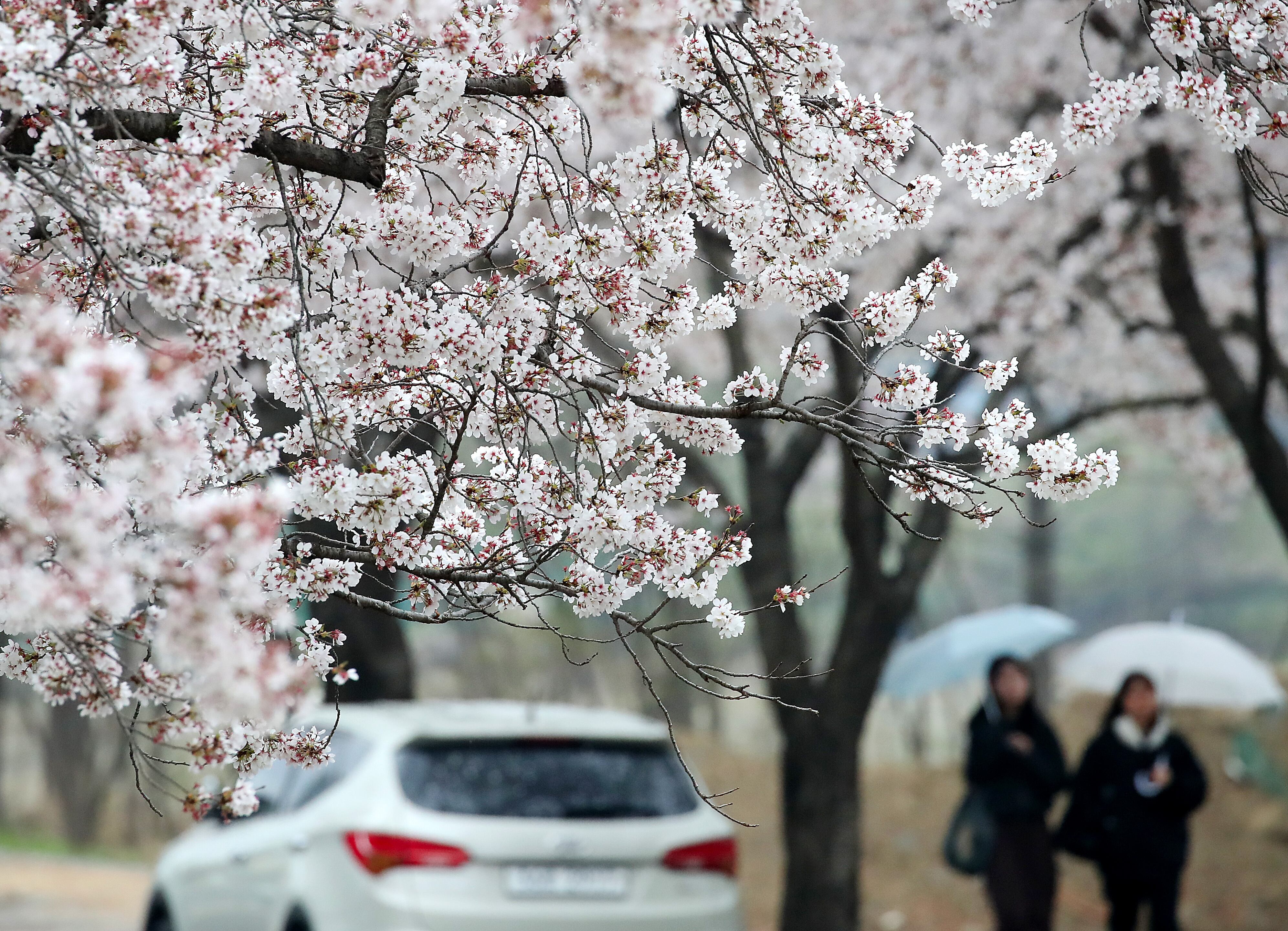 지난 9일 오후 봄비가 내리는 대구대학교 경산캠퍼스에서 우산을 쓴 학생들이 벚꽃길을 따라 발걸음을 옮기고 있다. /뉴스1