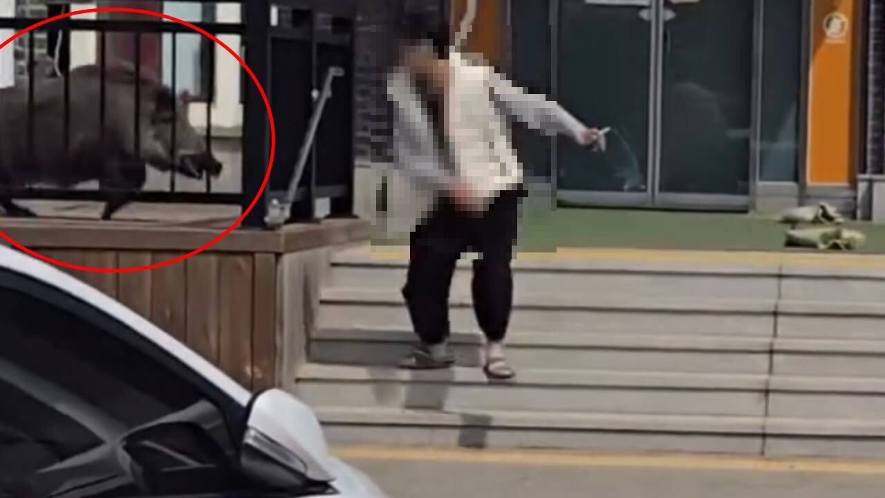 가평휴게소에 멧돼지가 출몰한 모습. /인스타그램 캡처