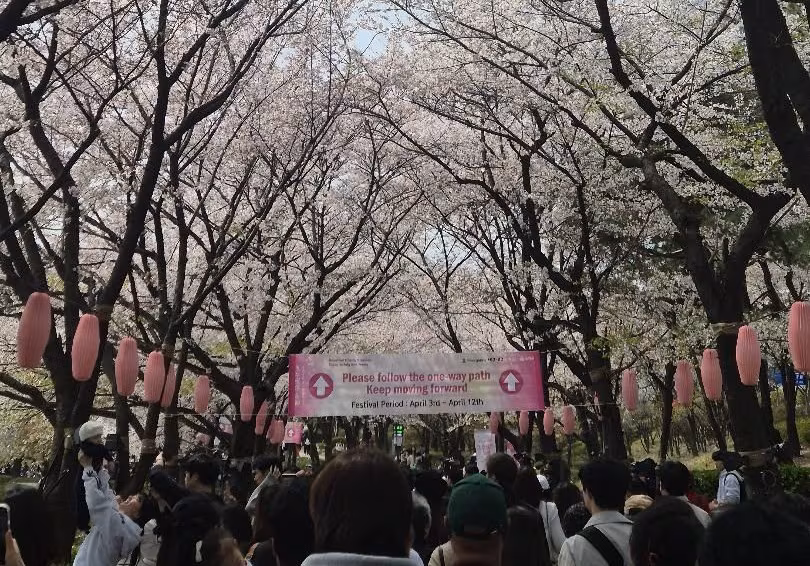 5일 서울 송파구 석촌호수 벚꽃축제에서 사람들이 꽃을 구경하고 있다. /독자 제공