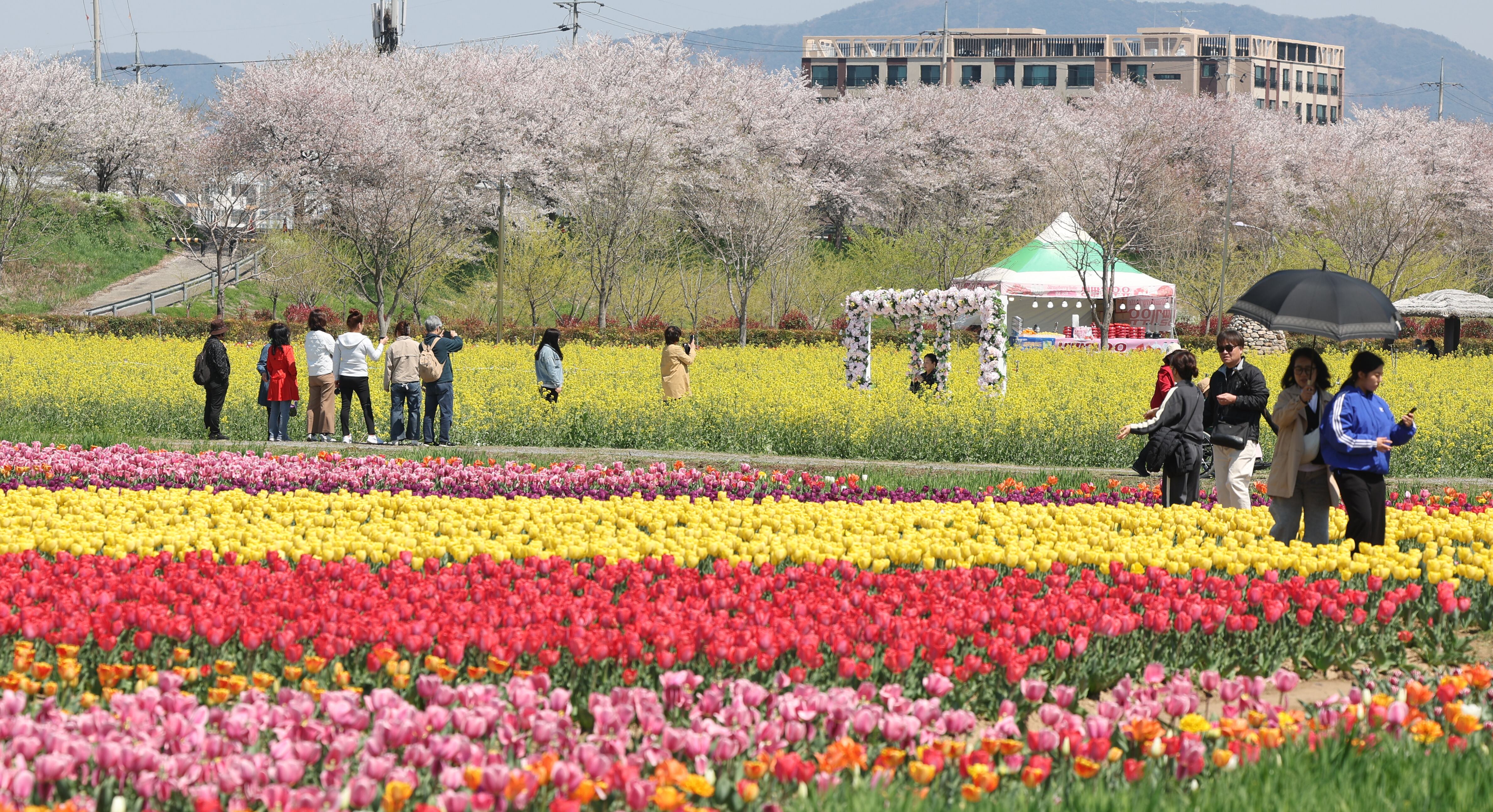지난 8일 오후 경남 창녕군 남지읍 창녕 낙동강 유채단지에서 상춘객이 봄기운을 만끽하고 있다. /연합뉴스
