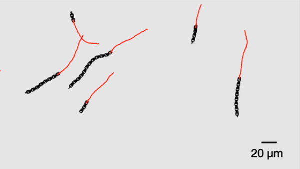 센서와 소프트웨어 없이 전기장만으로 스스로 움직이는 초미세 마이크로로봇이 개발됐다. [사진: 네덜란드 라이덴대 홈페이지]