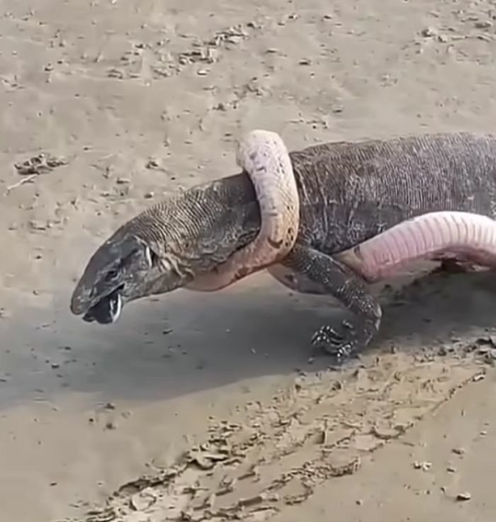 애니멀플래닛