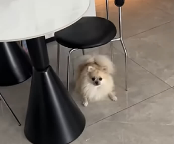 애니멀플래닛